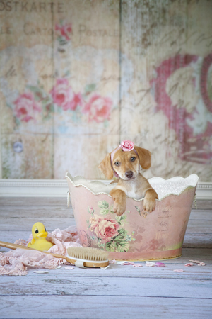 Puppy Pink Bathtub