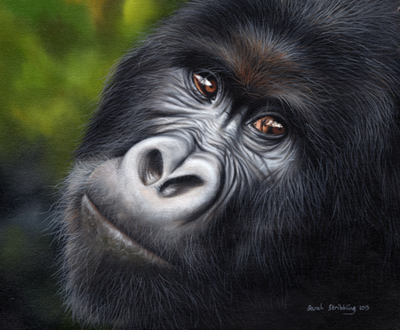 Mountain Gorilla