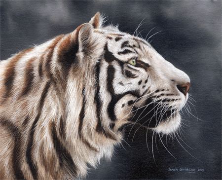 White Tiger Head