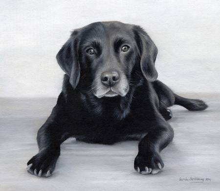 Black Labrador Portrait