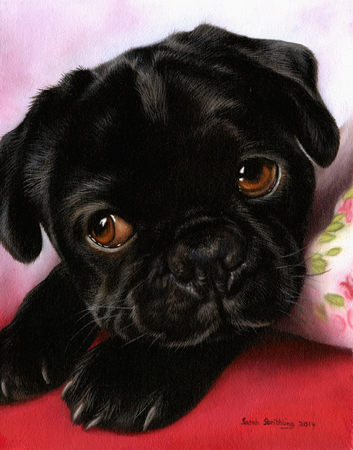 Black Pug