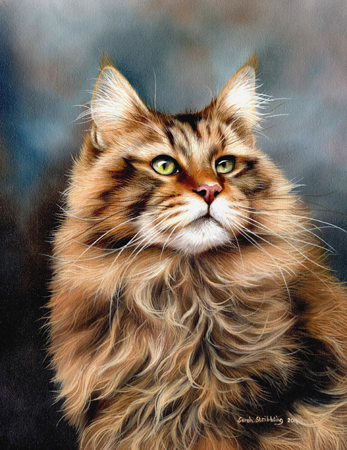 Maine Coon Cat