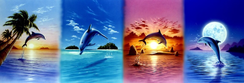 Dolphin Collection