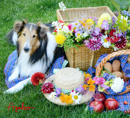 Dog Picnic