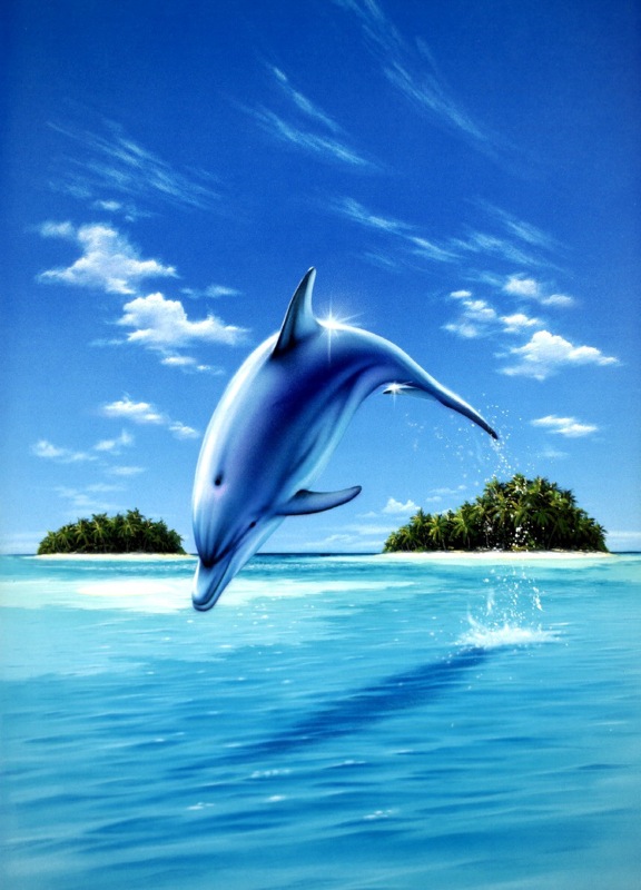 Mid-day Dolphin