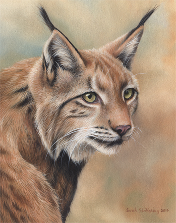 Lynx Portrait