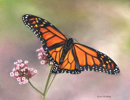 Monarch Butterfly