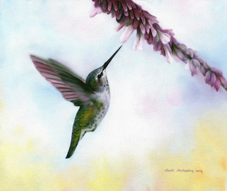 Anna’s Hummingbird