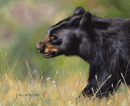 Black Bear Walking