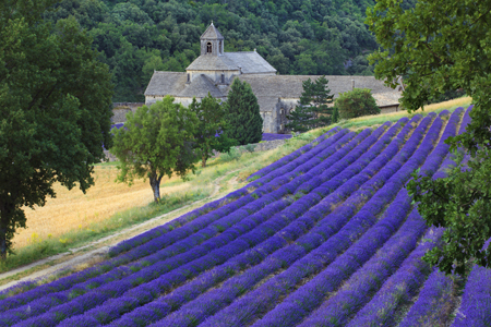 Rolling Lavender Fields