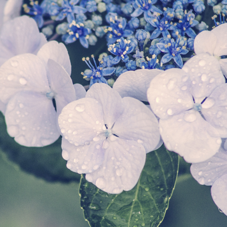 Hydrangea Droplets