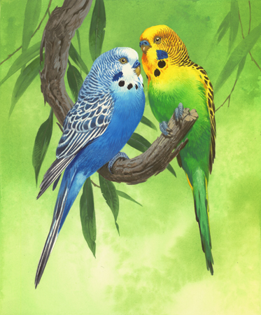 Budgies Green Background