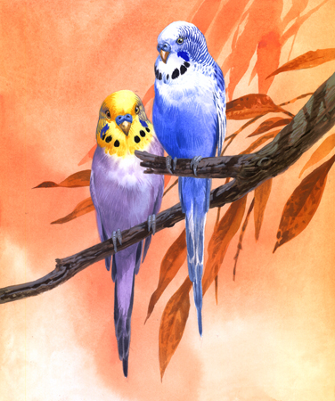 Budgies Peach Background