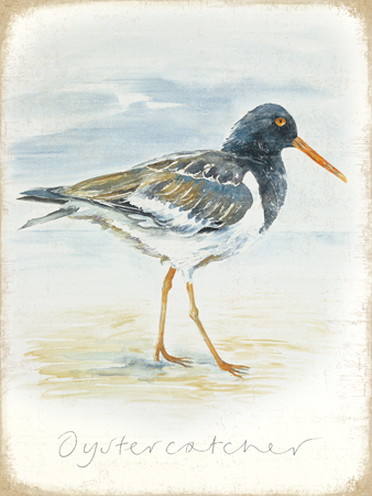 Oyster Catcher