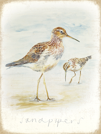 Sandpipers