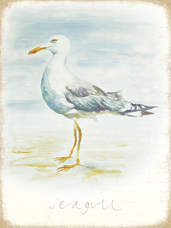 Seagull