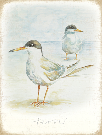 Terns