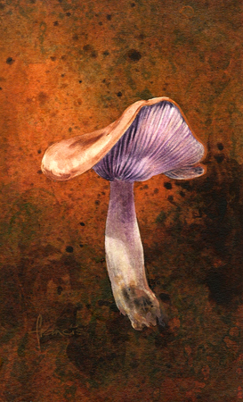 Blewit