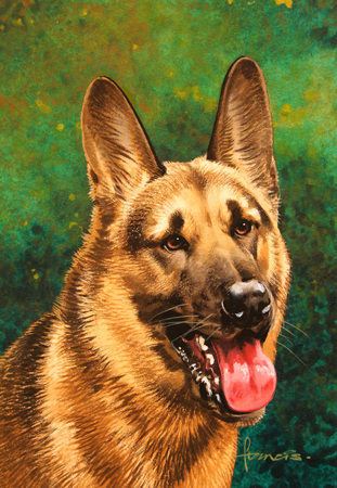 German Shepherd