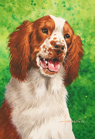 Spaniel