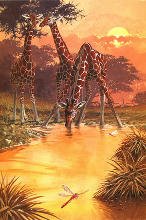 Giraffes at Waterhole