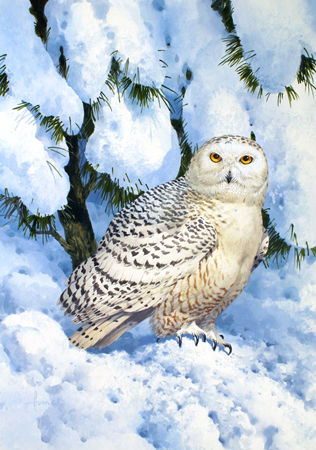 Snowy Owl