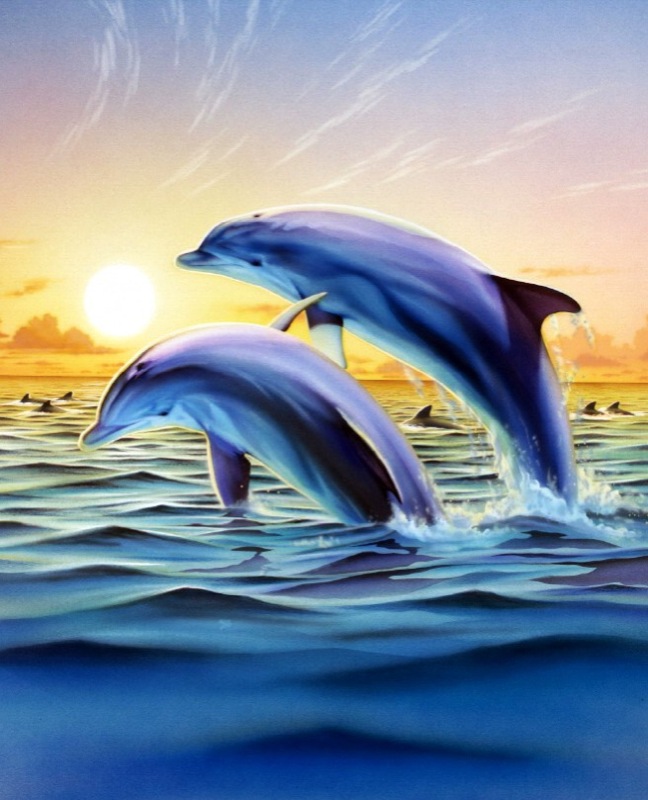 Dolphin Duo