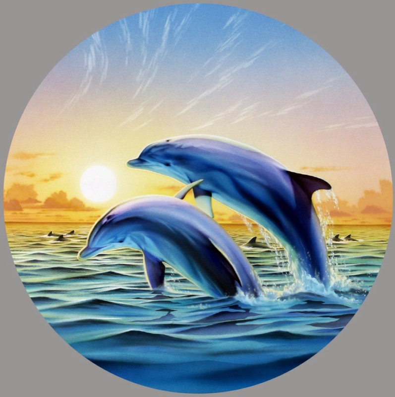 Dolphin Duo Variant 1