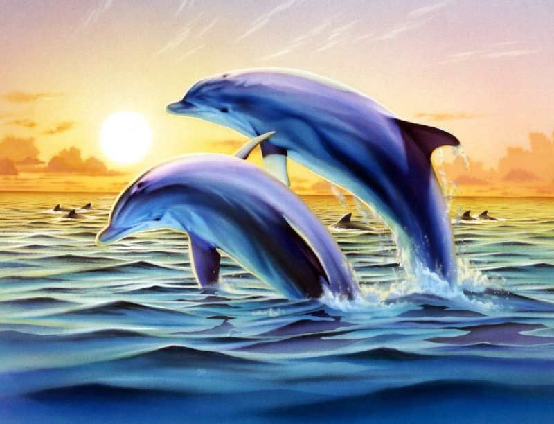 Dolphin Duo Variant 2