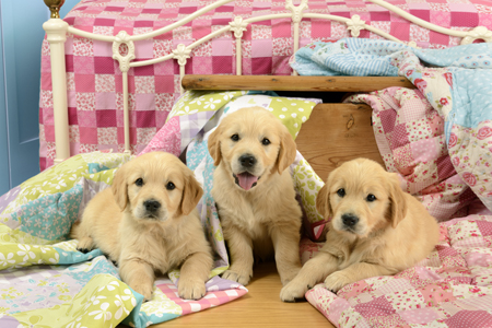 Three Lab Puppies DP1113