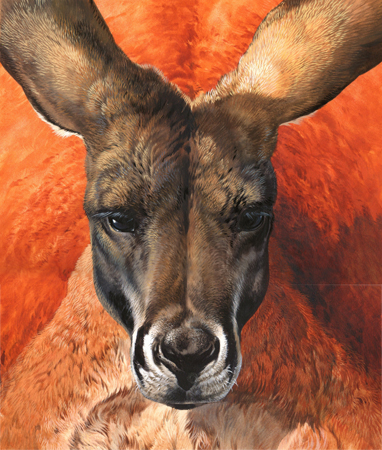 Kangaroo Portrait