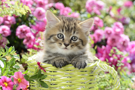 Cat in Green Basket CK557