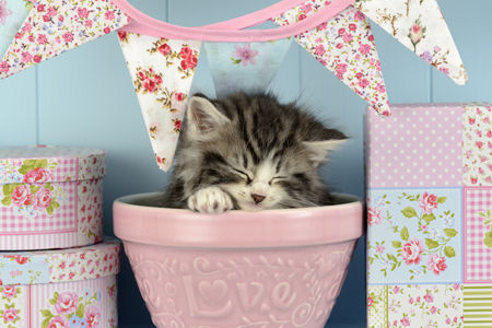 Cat in Pot CK564