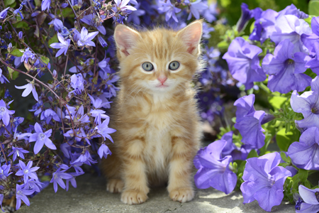 Cat Purple Flowers CK579