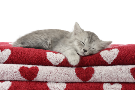 Cat Sleeping on Towels CK562