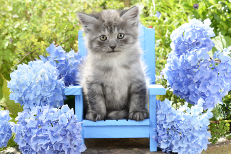 Cat with Flowers CK555