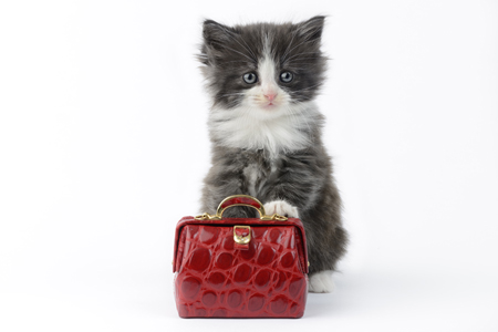 Cat with Purse CK560