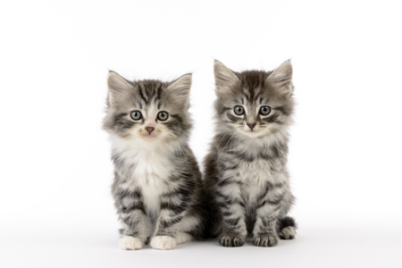 Cats White Background CK571