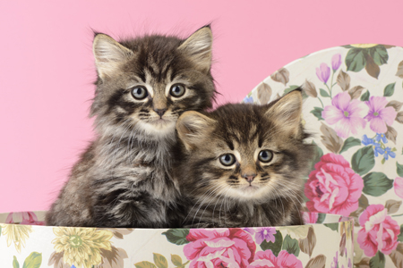 Floral Kittens CK567