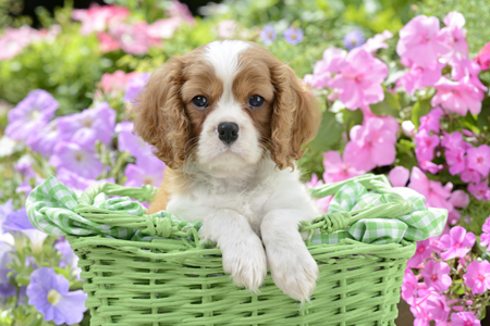 Dog in Green Basket DP1106