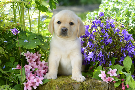 Labrador Puppy with Flowers DP1112