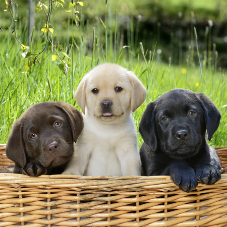 Brown White and Black Puppies DP1115SQ