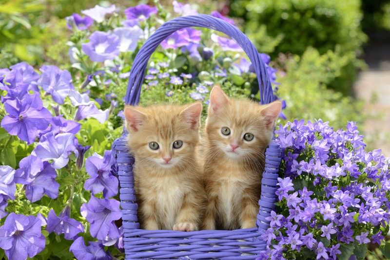 Ginger Cats Purple Basket CK582