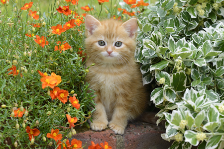 Ginger Kitten CK583