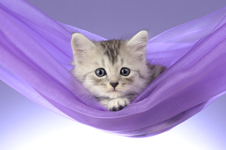 Hammock Kitten CK587