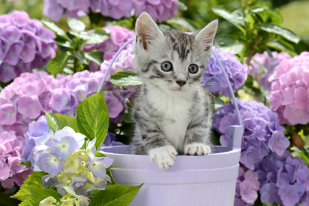 Kitten and Hydrangeas CK586