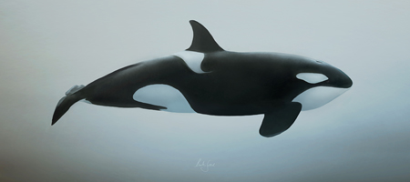 Orca Wildbeauty