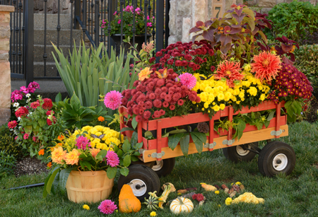 Dahlia on the Wagon