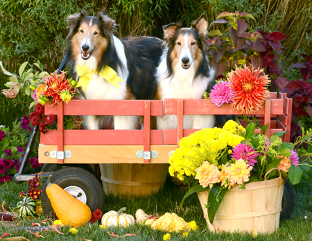 Shetland Sheepdog on the Wagon