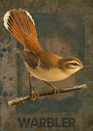 Urban Feathers – Warbler